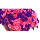 Студия Флора-ЮГ